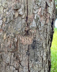Lepidoptera