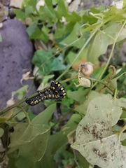 Sympistis perscripta