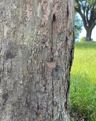 Lepidoptera