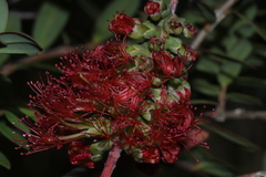 Melaleuca hypericifolia