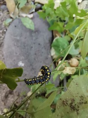 Sympistis perscripta