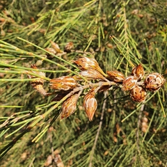 Allocasuarina distyla