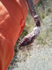 Cacophis squamulosus