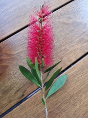Melaleuca citrina