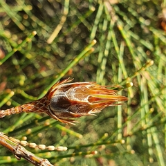 Allocasuarina distyla
