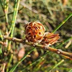 Allocasuarina distyla