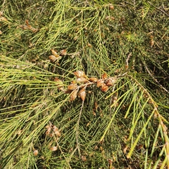 Allocasuarina distyla