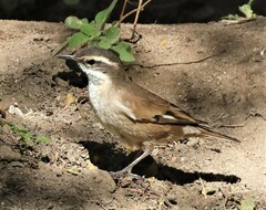 Cinclodes albiventris