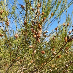Allocasuarina distyla