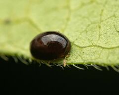 Phalacridae