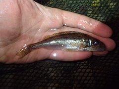 Gymnocephalus cernua