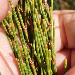 Allocasuarina distyla
