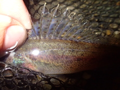 Gymnocephalus cernua