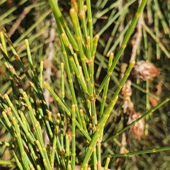 Allocasuarina distyla