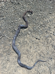 Cacophis squamulosus