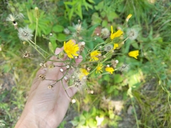 Hieracium scabrum