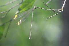 Mecistogaster ornata