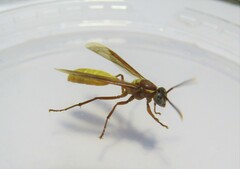 Apoica