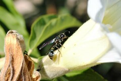 Zethus nigricornis
