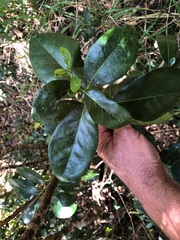 Loeseneriella barbata