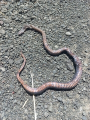 Cacophis squamulosus