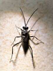Evania appendigaster