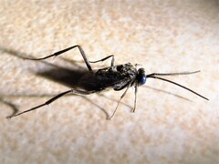 Evania appendigaster