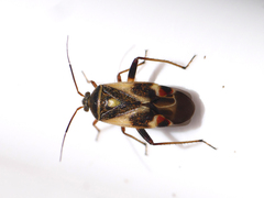 Polymerus brevicornis