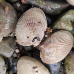 Austrovenus stutchburyi