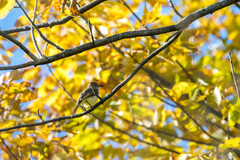 Myiarchus cinerascens