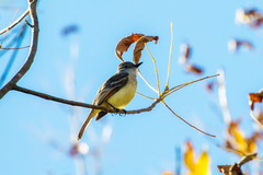 Myiarchus cinerascens