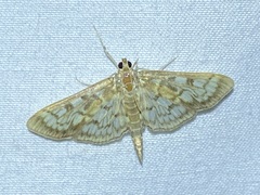 Herpetogramma thestealis