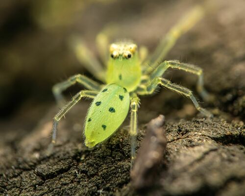 Magnolia Green Jumping Spider