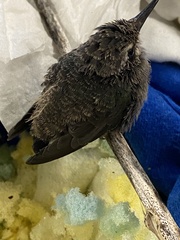 Cynanthus latirostris