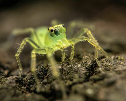 Photo of Magnolia Green Jumping Spider (Lyssomanes viridis)