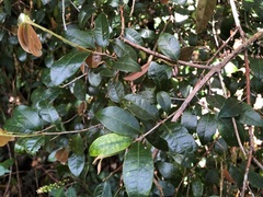 Cleistanthus cunninghamii