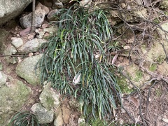 Haplopteris anguste-elongata