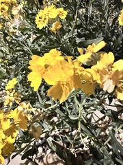 Psilostrophe tagetina