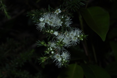 Kunzea ambigua