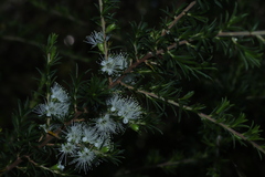 Kunzea ambigua
