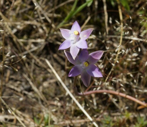 Image of Thelymitra peniculata by (c) Rod Lowther, some rights reserved (CC BY)