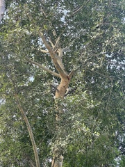 Ficus sycomorus sycomorus