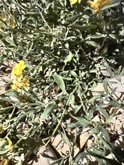 Psilostrophe tagetina