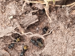 Camponotus aeneopilosus