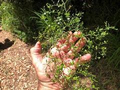 Everistia vacciniifolia nervosa