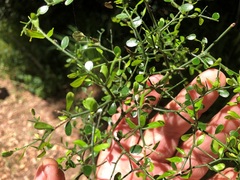 Everistia vacciniifolia nervosa