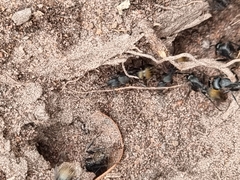 Camponotus aeneopilosus