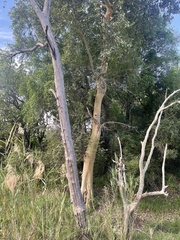 Ficus sycomorus sycomorus