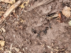 Camponotus aeneopilosus