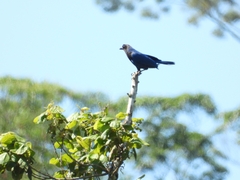 Cyanocorax caeruleus